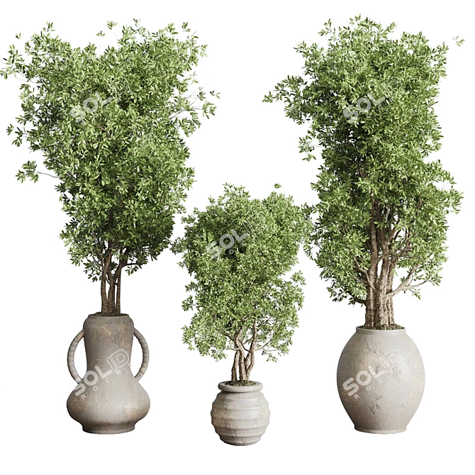 Old Earthenware Vase Olive Tree 3D model image 2