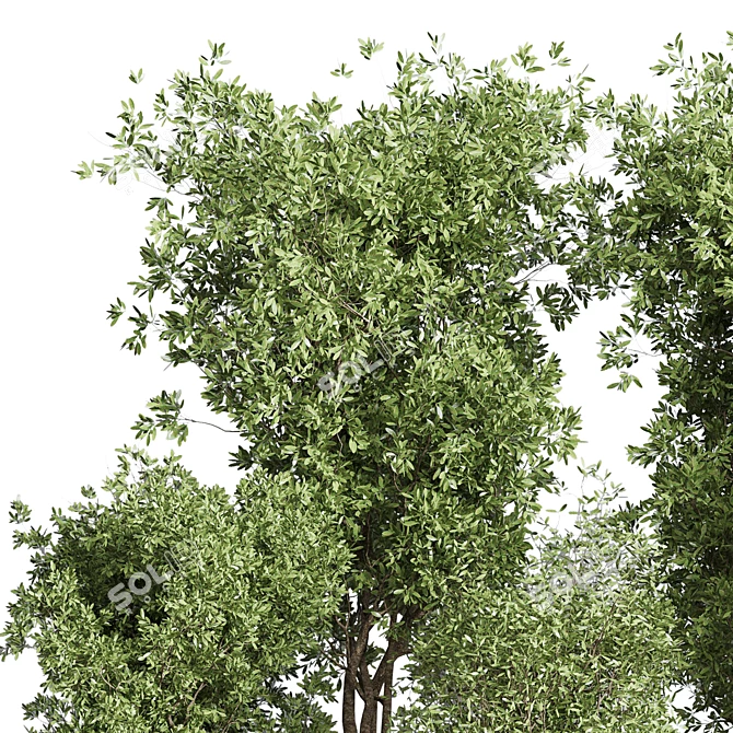 Old Earthenware Vase Olive Tree 3D model image 4