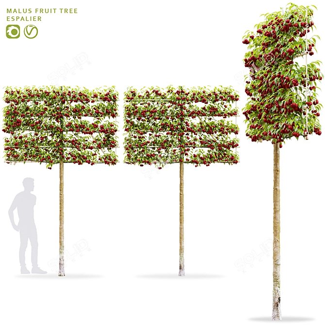 Espalier Malus Fruit Tree Model 3D model image 1