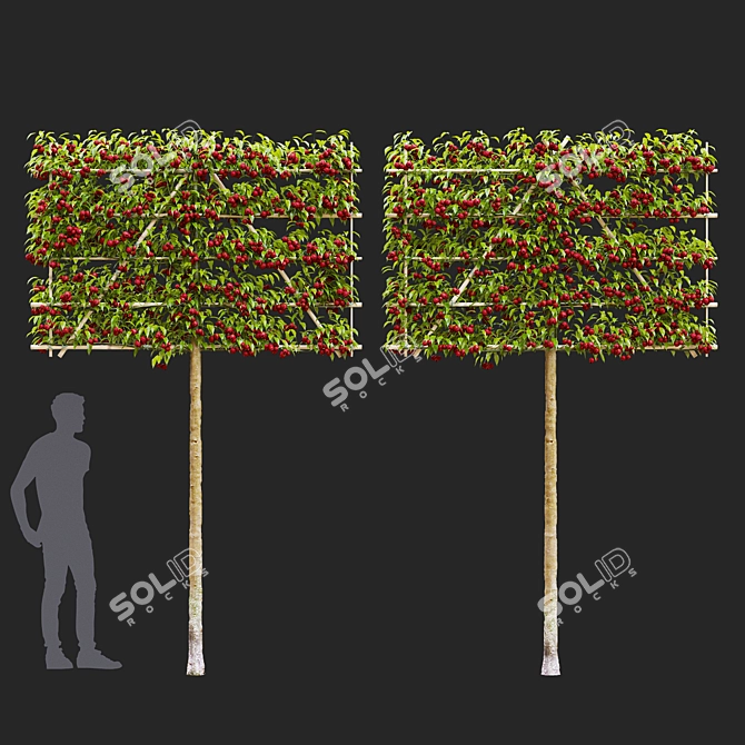 Espalier Malus Fruit Tree Model 3D model image 2