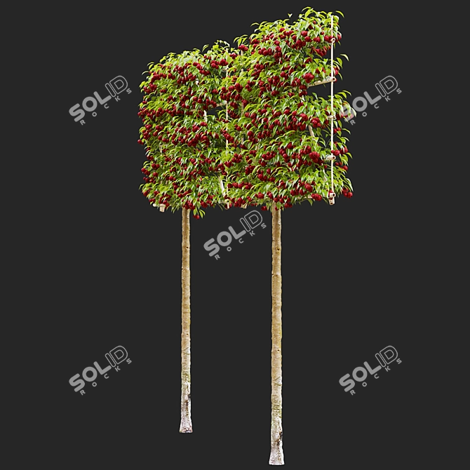 Espalier Malus Fruit Tree Model 3D model image 3