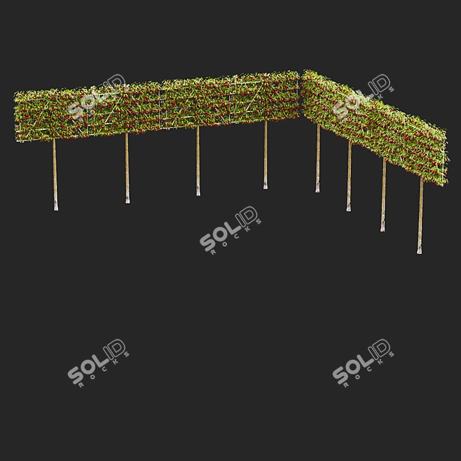 Espalier Malus Fruit Tree Model 3D model image 4