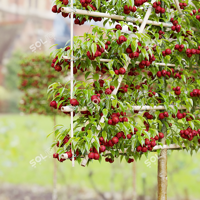 Espalier Malus Fruit Tree Model 3D model image 5