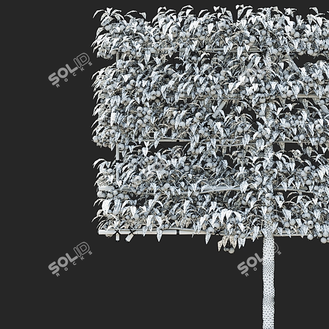 Espalier Malus Fruit Tree Model 3D model image 7