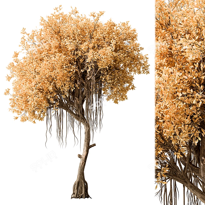 Japanese Garden Trees Collection. 3D model image 3