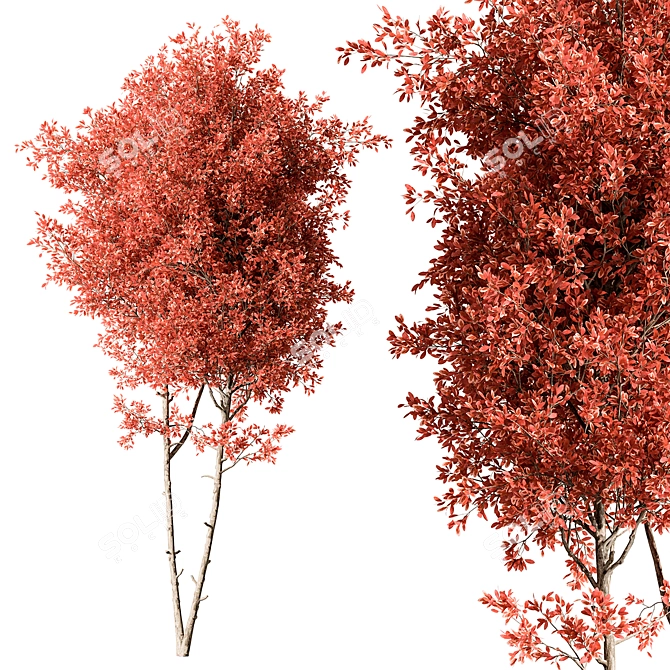 Maple Tree Set 129 3D model image 1