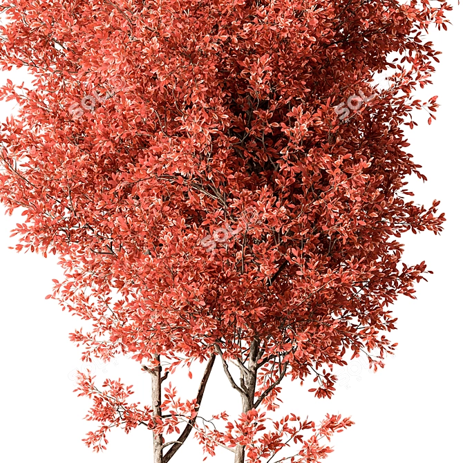 Maple Tree Set 129 3D model image 2