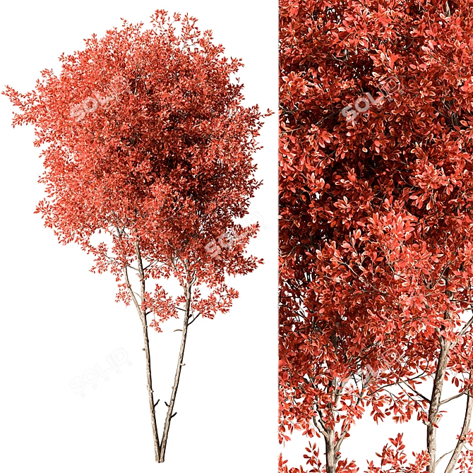 Maple Tree Set 129 3D model image 3