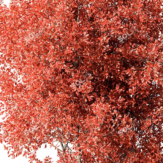 Maple Tree Set 129 3D model image 4