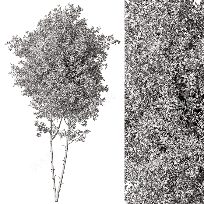 Maple Tree Set 129 3D model image 5