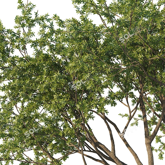 Fusiformis 04 Oak Tree Model 3D model image 2