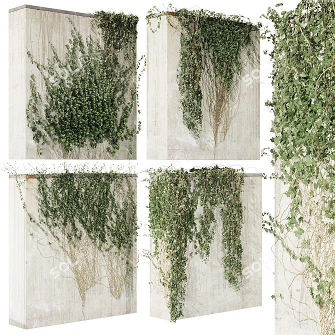 Quality Hedera Outdoor Plant Model 3D model image 1
