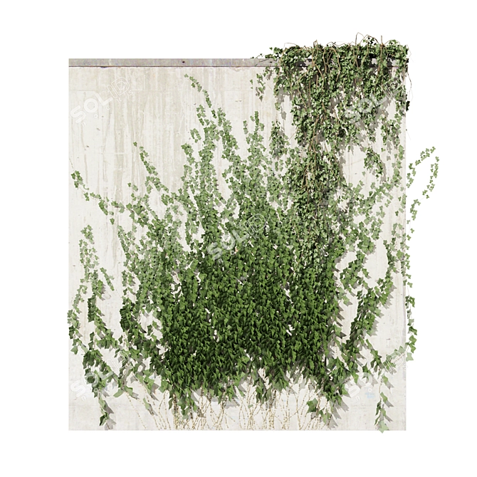 Quality Hedera Outdoor Plant Model 3D model image 3