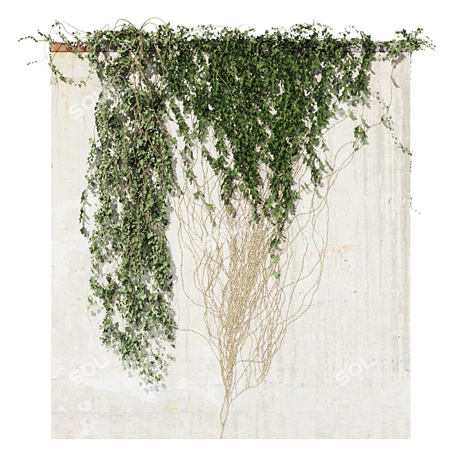Quality Hedera Outdoor Plant Model 3D model image 4