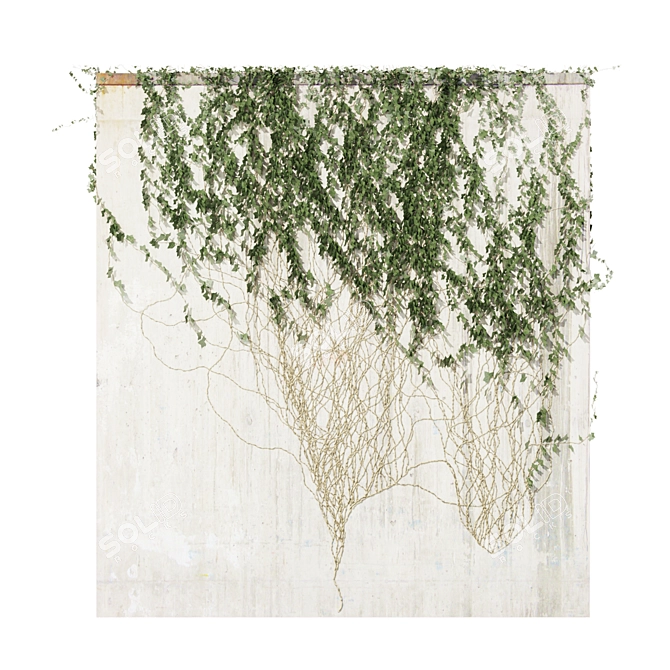 Quality Hedera Outdoor Plant Model 3D model image 5