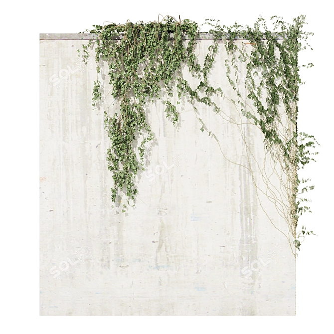 Quality Hedera Outdoor Plant Model 3D model image 6