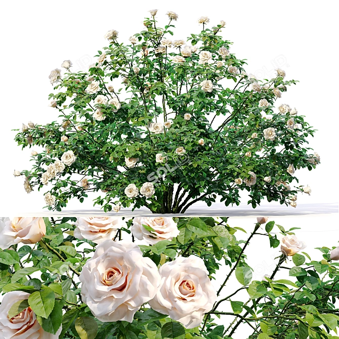 White Rose Bush 1.5m Height 3D model image 1