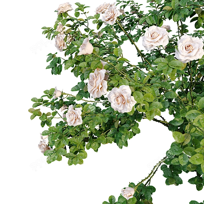 White Rose Bush 1.5m Height 3D model image 4