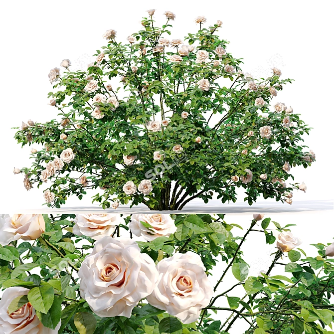 White Rose Bush 1.5m Height 3D model image 8