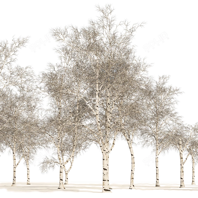 Winter Birch Tree Forest Model 3D model image 5