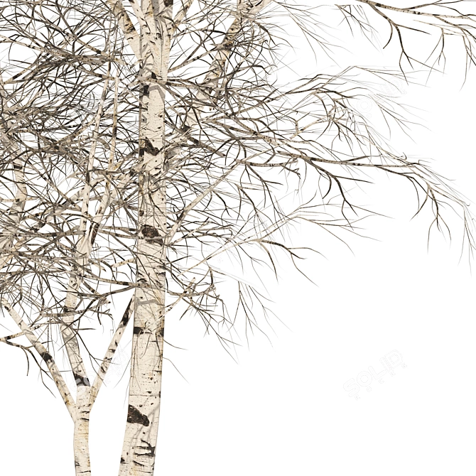Winter Birch Tree Forest Model 3D model image 6