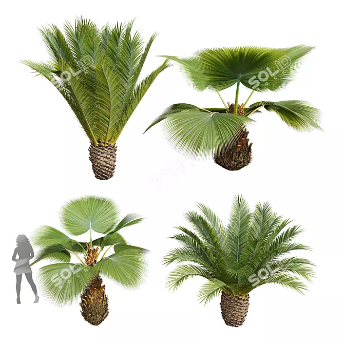 Tropical Plant Decor Set 3D model image 1