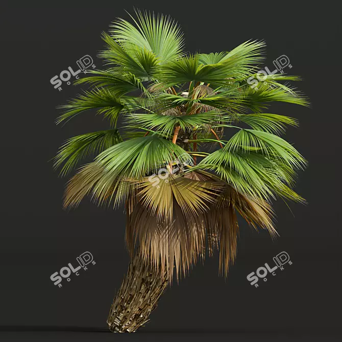 Tropical 3D Pritchardia Garden Tree 3D model image 2