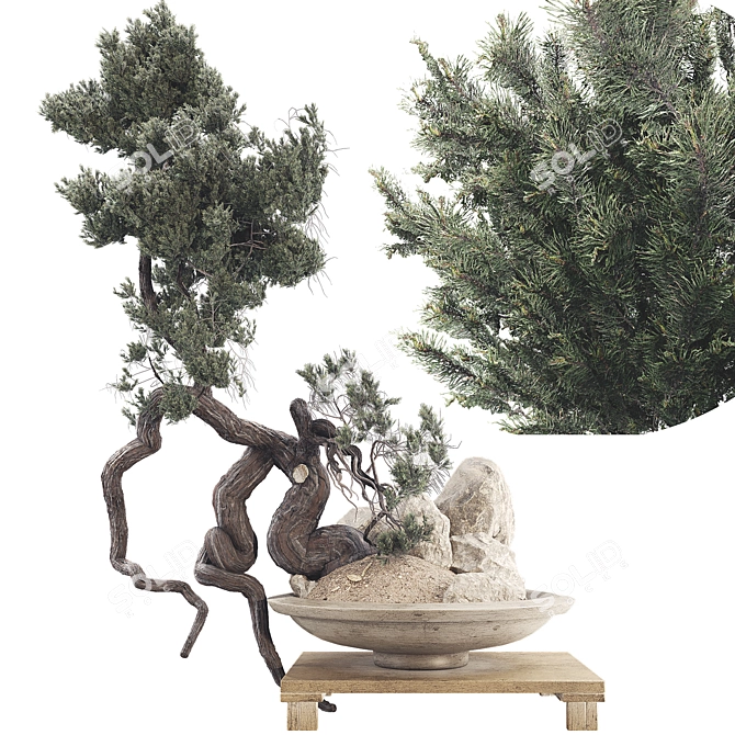 Modern Bonsai Tree 3D Model 3D model image 1