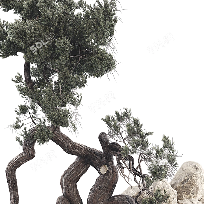 Modern Bonsai Tree 3D Model 3D model image 5