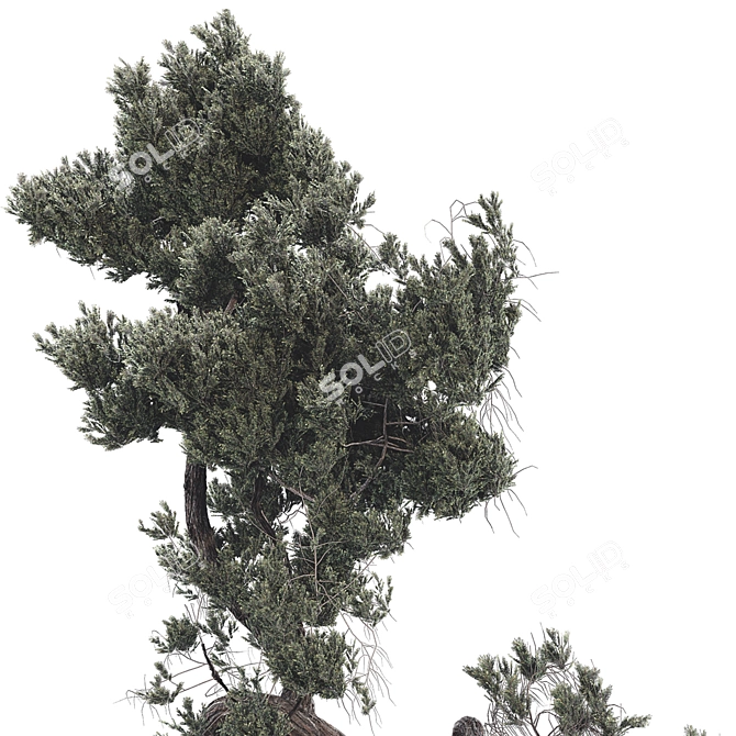 Modern Bonsai Tree 3D Model 3D model image 6