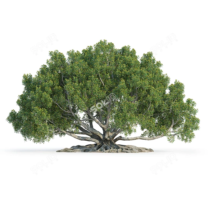 Large Moreton Bay Fig Tree 3D model image 3