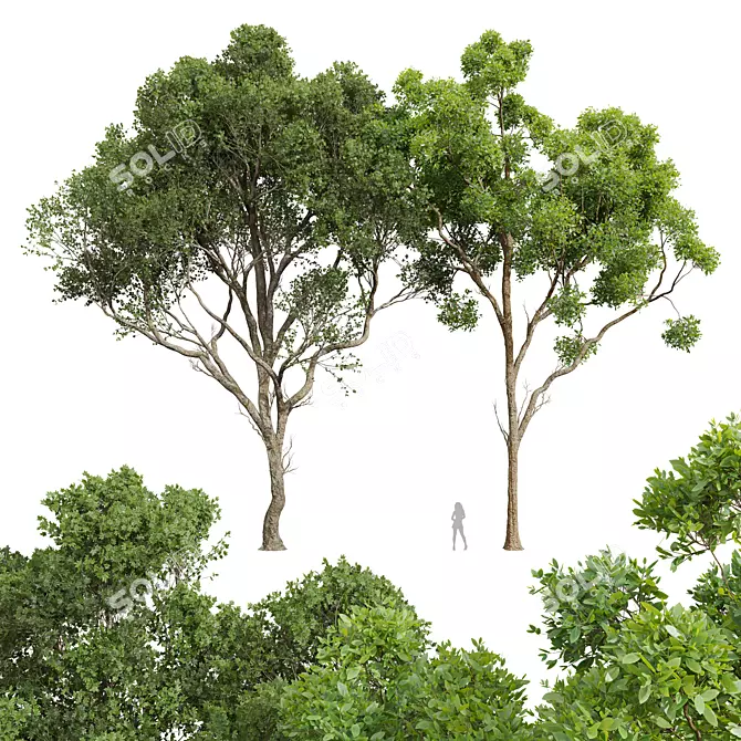 Giant Tree 3D Models Bundle 3D model image 1