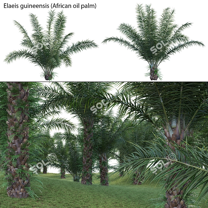  Complete 3D African Oil Palm 3D model image 1