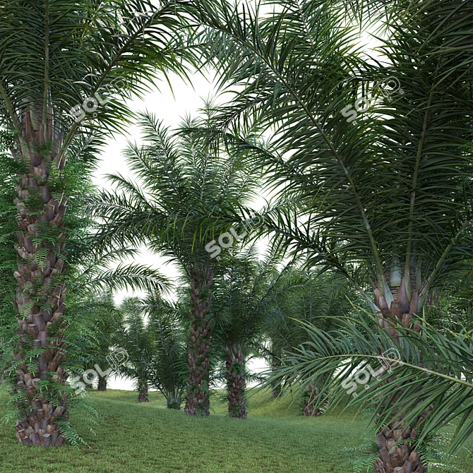  Complete 3D African Oil Palm 3D model image 2