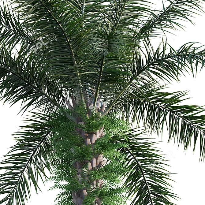  Complete 3D African Oil Palm 3D model image 3