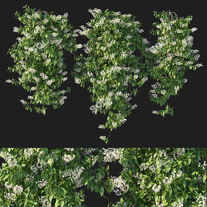 Pandorea pandorana 2016 3D Model 3D model image 1