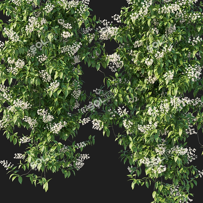 Pandorea pandorana 2016 3D Model 3D model image 2