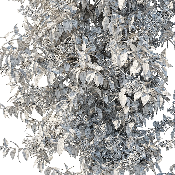 Pandorea pandorana 2016 3D Model 3D model image 3