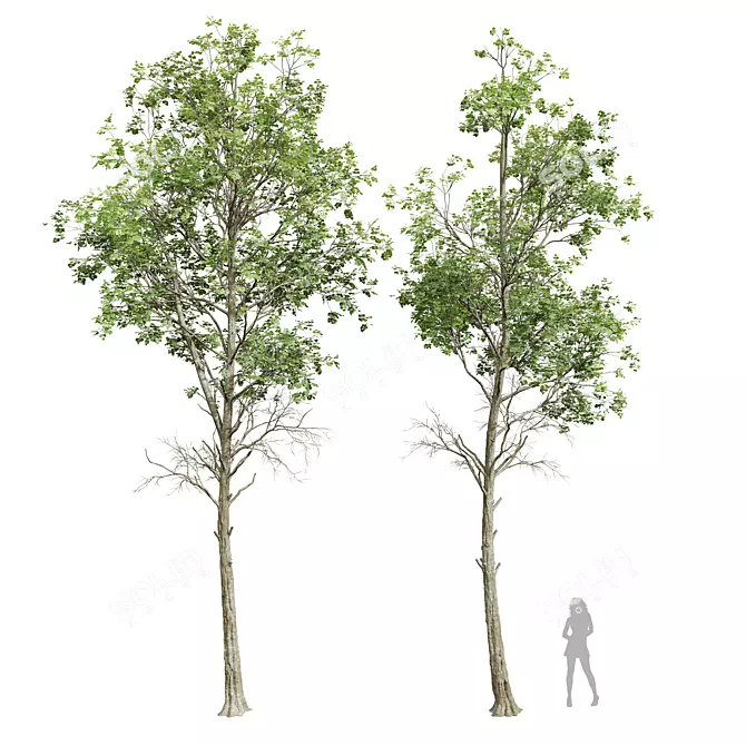 Fagus Sylvatica001 3D Plant Models 3D model image 1