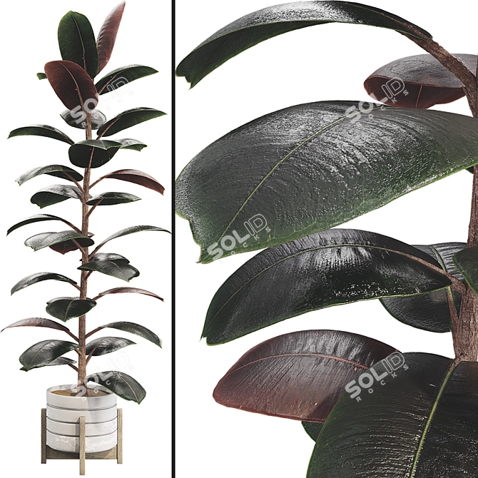 Glossy Ficus Elastica Indoor Plant 3D model image 1