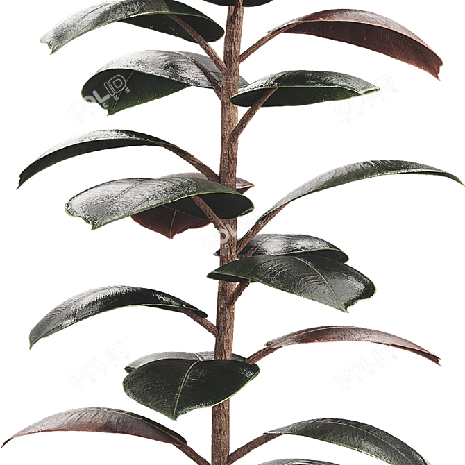 Glossy Ficus Elastica Indoor Plant 3D model image 3