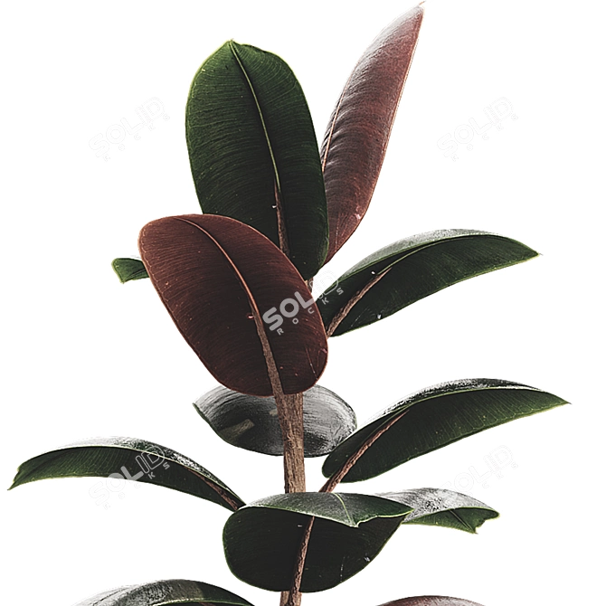 Glossy Ficus Elastica Indoor Plant 3D model image 4