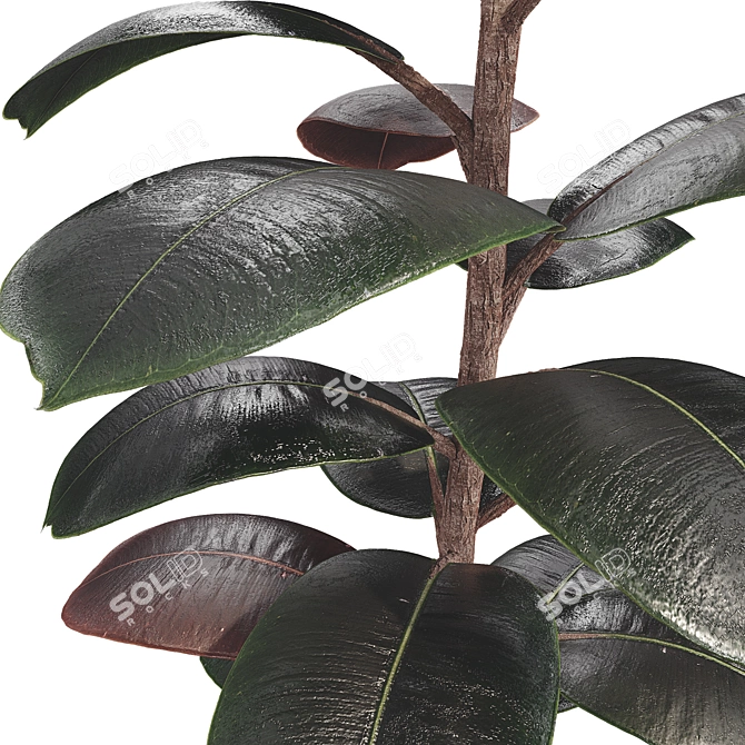 Glossy Ficus Elastica Indoor Plant 3D model image 5