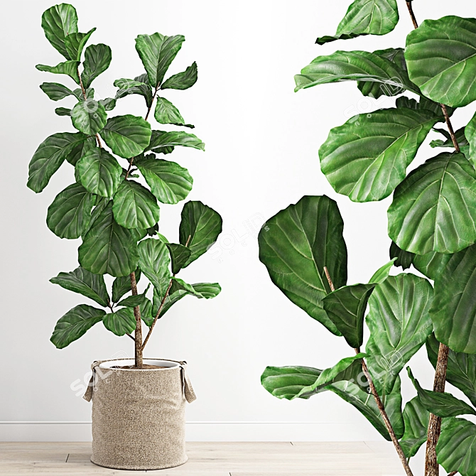 Polygonal Ficus Lyrata 3D Model 3D model image 1