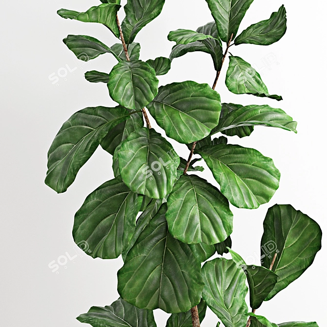 Polygonal Ficus Lyrata 3D Model 3D model image 2