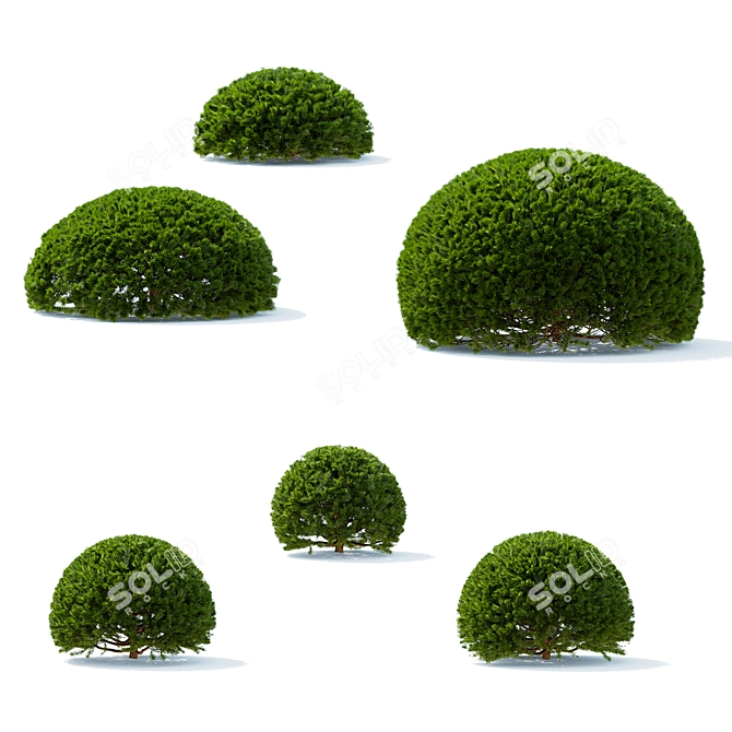 European Yew Ball Trees Set 3D model image 3