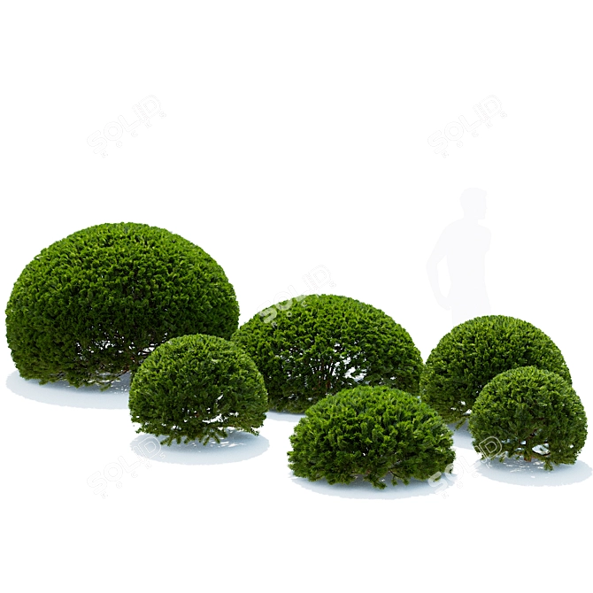 European Yew Ball Trees Set 3D model image 4