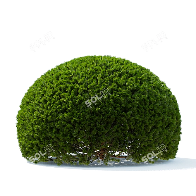 European Yew Ball Trees Set 3D model image 5