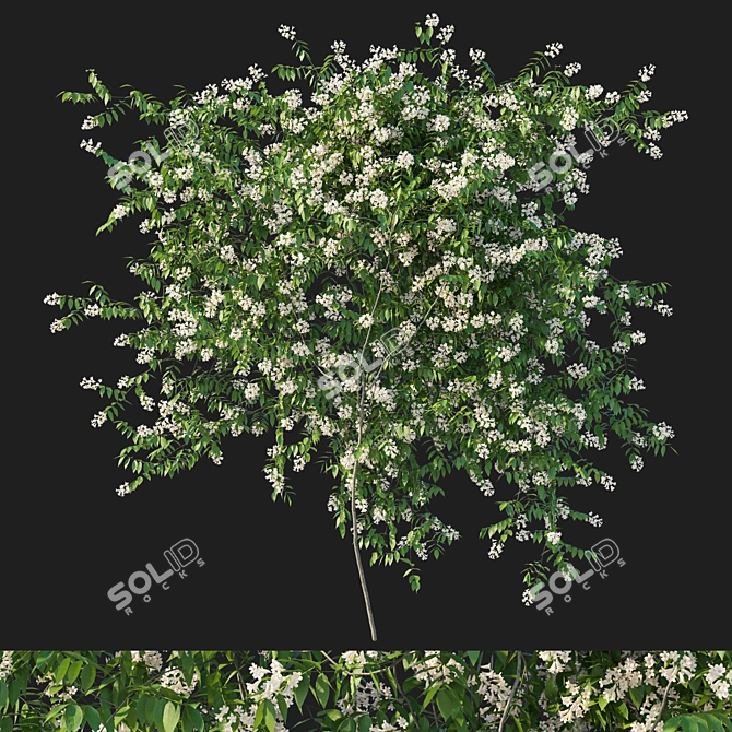 Pandorea pandorana 3D Model 2016 3D model image 1