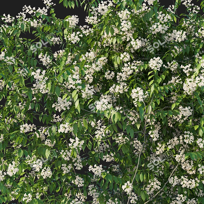 Pandorea pandorana 3D Model 2016 3D model image 2